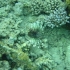 Feuerfisch Feuerfisch