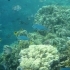 Unterwasserwelt Unterwasserwelt
