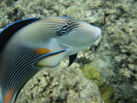 Marsá al `Alam - Ein angriffslustiger Fisch Marsá al `Alam - Ein angriffslustiger Fisch