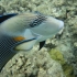 Ein angriffslustiger Fisch Ein angriffslustiger Fisch