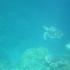 Schildkröte Schildkröte