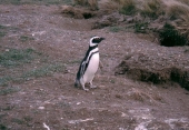 Pinguin bei Punta Arenas