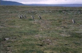 Pinguine bei Punta Arenas