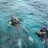 fantastische unterwasserwelt fantastische unterwasserwelt