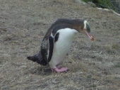 Yellow eyed Penguin