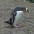 Yellow eyed Penguin