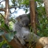Taronga Zoo Sydney Taronga Zoo Sydney