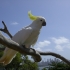 Taronga Zoo Sydney Taronga Zoo Sydney