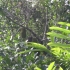 Wilde Früchte Wilde Früchte