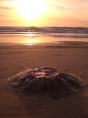 Gestrandete Qualle im Sonnenaufgang am 75-Mile-Beach