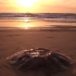 Gestrandete Qualle im Sonnenaufgang am 75-Mile-Beach Gestrandete Qualle im Sonnenaufgang am 75-Mile-Beach