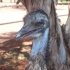 Emu Emu