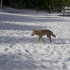 Ein wilder hungriger Dingo Ein wilder hungriger Dingo