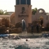 Dolphin Show