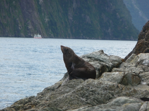 Milford Sound