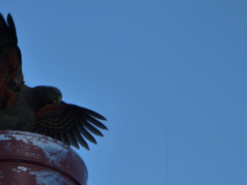 Mount Cook - Kea