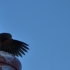 Kea Kea
