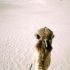 In der Sahara In der Sahara