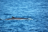 Whale Watching San Diego