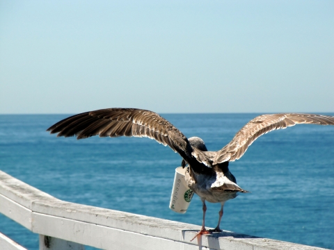 San Diego - Möwe mit Starbucksbecher San Diego - Möwe mit Starbucksbecher