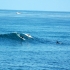 La Jolla Surfer La Jolla Surfer