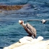 La Jolla La Jolla