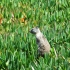 Squirrel La Jolla Squirrel La Jolla