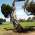 Torry Pine La Jolla Torry Pine La Jolla