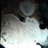 Stalagnite im Querschnitt Stalagnite im Querschnitt