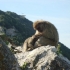 Affen Felsen Affen Felsen