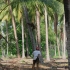 Palmenwald nähe Chumphon Palmenwald nähe Chumphon