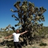 Joshua Trees Joshua Trees
