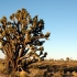 Joshua Tree National Park Joshua Tree National Park