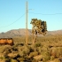 Landschaft mit Joshua Trees Landschaft mit Joshua Trees
