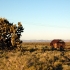 Landschaft mit Joshua Trees Landschaft mit Joshua Trees