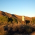 Landschaft mit Joshua Trees Landschaft mit Joshua Trees