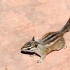 Chipmunk Chipmunk