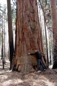 Sequoia National Park