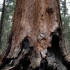 Sequoia National Park Sequoia National Park