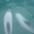 Hector Dolphins
