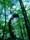 Skulptur in der Schlucht