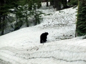 BÄREN im Sequoia!