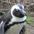 Pinguin, Simons Town Pinguin, Simons Town