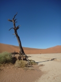 Ein fast toter Baum, Dead Vlei