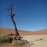 Ein fast toter Baum, Dead Vlei Ein fast toter Baum, Dead Vlei