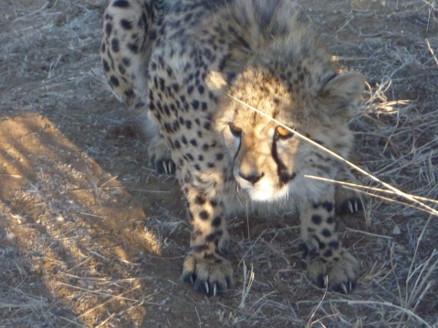 Etosha National Park - Sophienhof Lodge, Outjo Etosha National Park - Sophienhof Lodge, Outjo