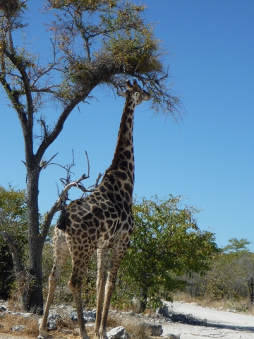 Etosha National Park