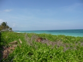 Lucaya/Bahamas