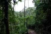 Nebelregenwald