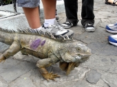 Parke de Iguanas